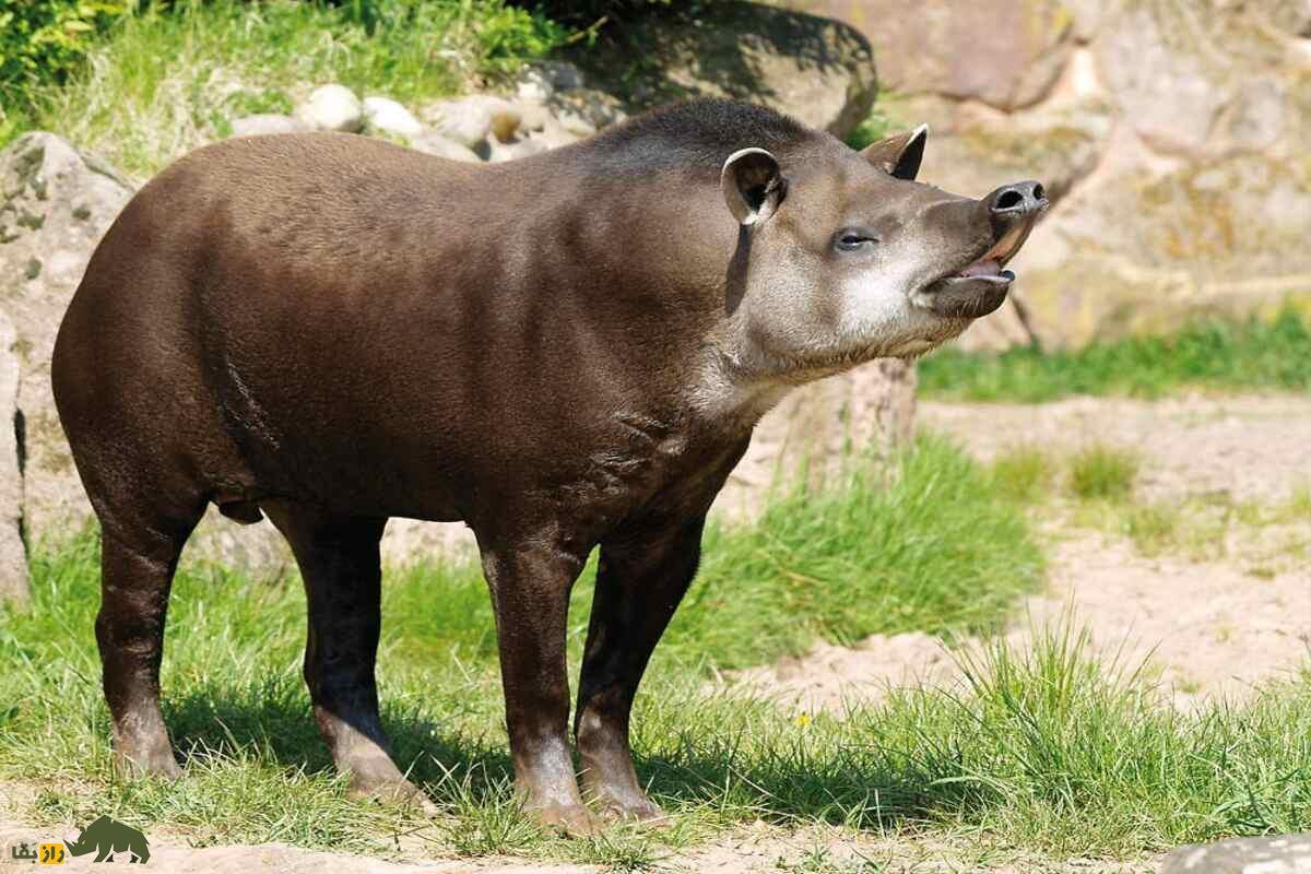 تاپیر آمریکای جنوبی؛ عجیبترین حیوان جهان مشهور به «قهرمان سنگینوزن» پس از ۱۰۰ سال دوباره به جنگل بازگشت تاپیر آمریکای جنوبی