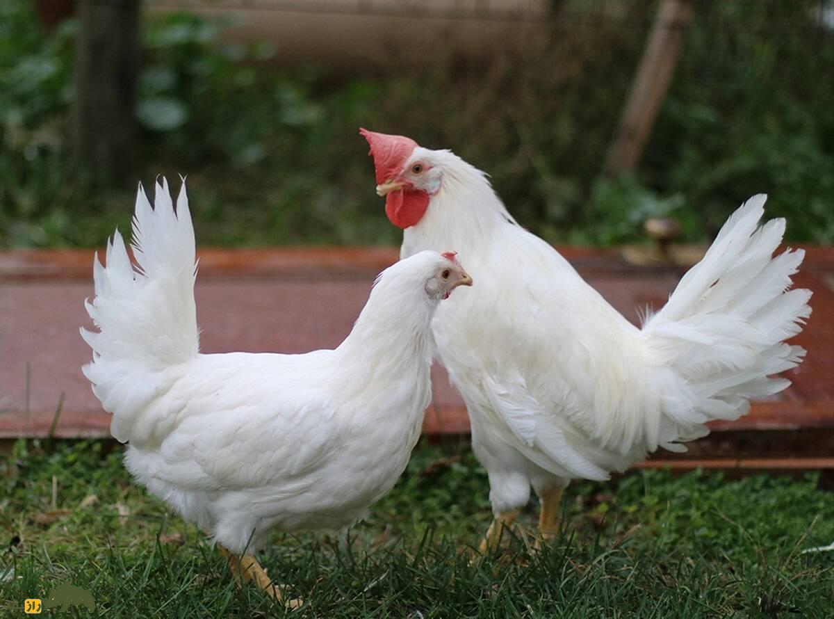 مرغ و خروس لگهورن