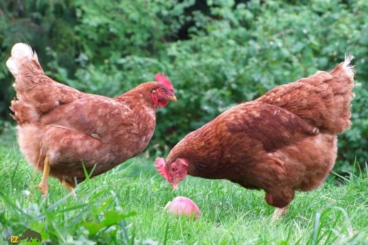 مرغ و خروس آیزا براون
