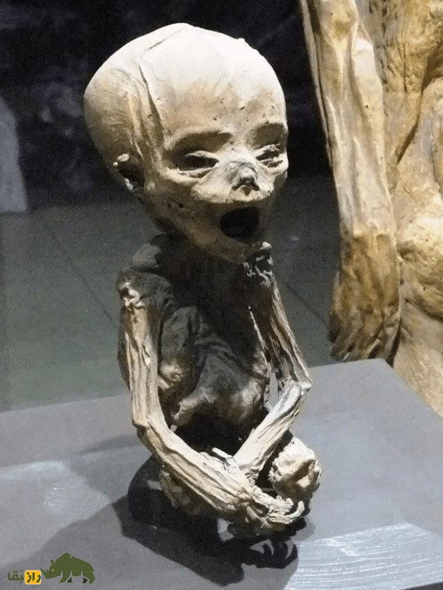 تصاویر 18+ از ترسناکترین موزه مومیایی جهان؛ انسانهایی که زنده زنده مومیایی شدند! تصاویر 18+ از ترسناکترین موزه مومیایی جهان؛ انسانهایی که زنده زنده مومیایی شدند!