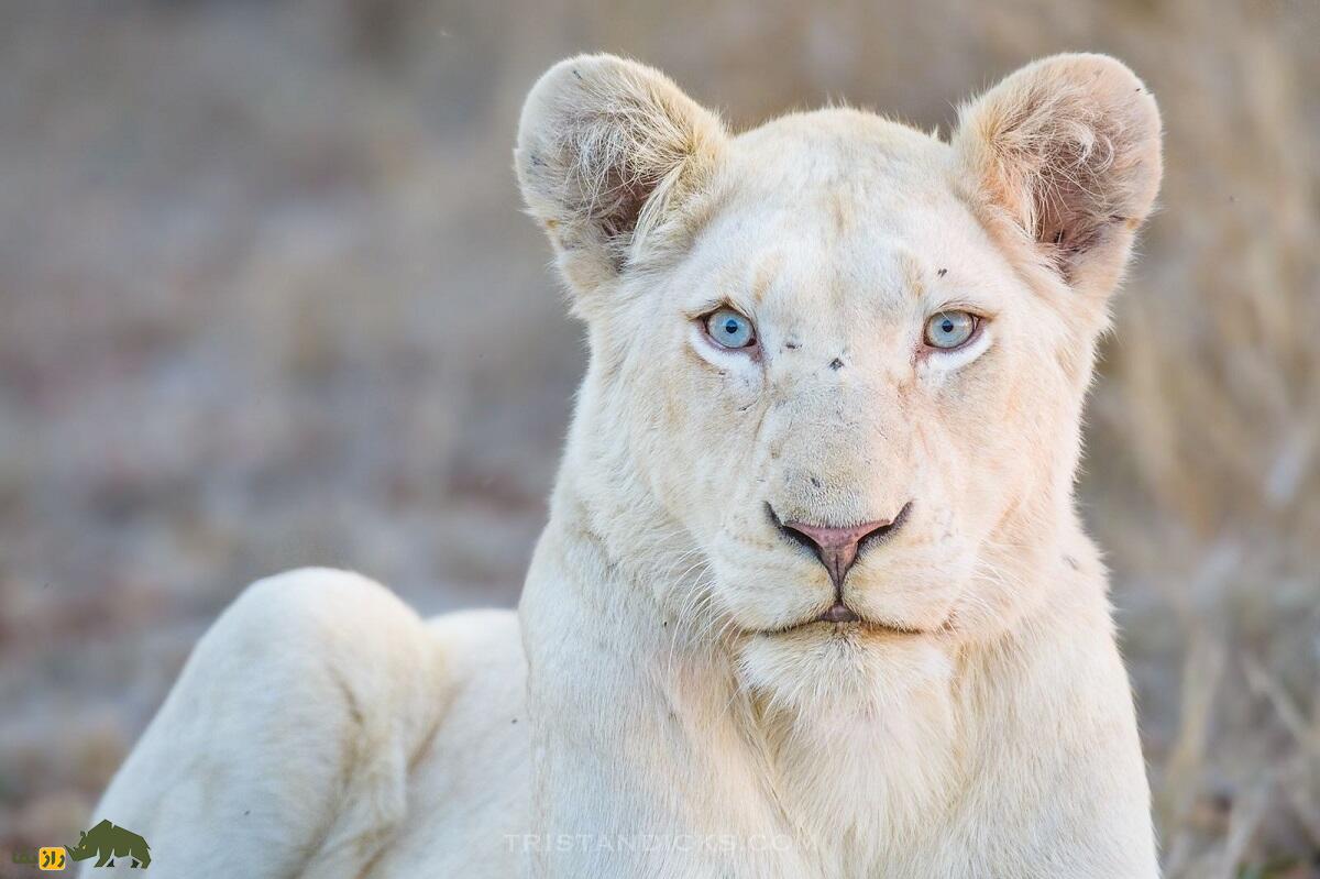 شیر سفید؛ کمیابترین شیر جهان و نماد خوششانسی که به «فرزند خدای خورشید» معروف است شیر ماده سفید که به روبرو زل زده است
