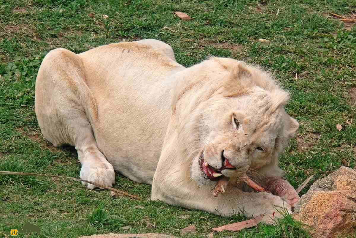 شیر سفید؛ کمیابترین شیر جهان و نماد خوششانسی که به «فرزند خدای خورشید» معروف است شیر ماده سفید در حال خوردن طعمه شکار شده