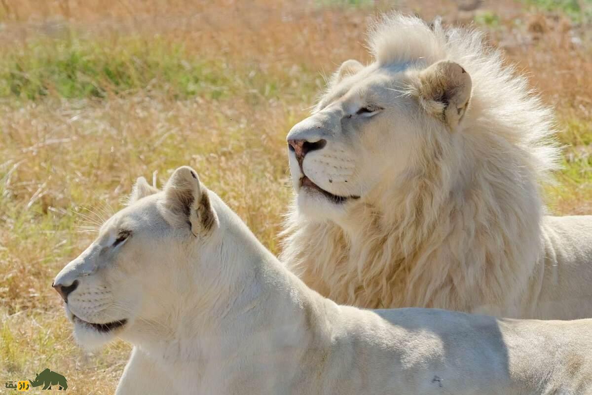 شیر سفید؛ کمیابترین شیر جهان و نماد خوششانسی که به «فرزند خدای خورشید» معروف است شیر سفید نر و ماده در کنار هم