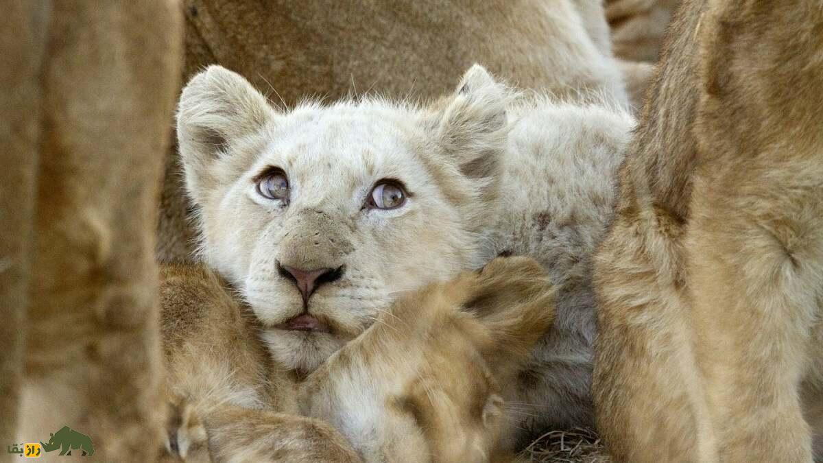 شیر سفید؛ کمیابترین شیر جهان و نماد خوششانسی که به «فرزند خدای خورشید» معروف است توله شیر سفید