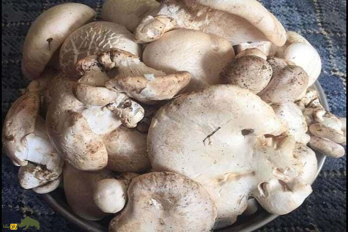 کغارک گوش‌بره یا هکال؛ راز‌های پیدا کردن قارچ پورتابلو وحشی در ایران و مناطقی که بهترین نوع از این قارچ را دارند