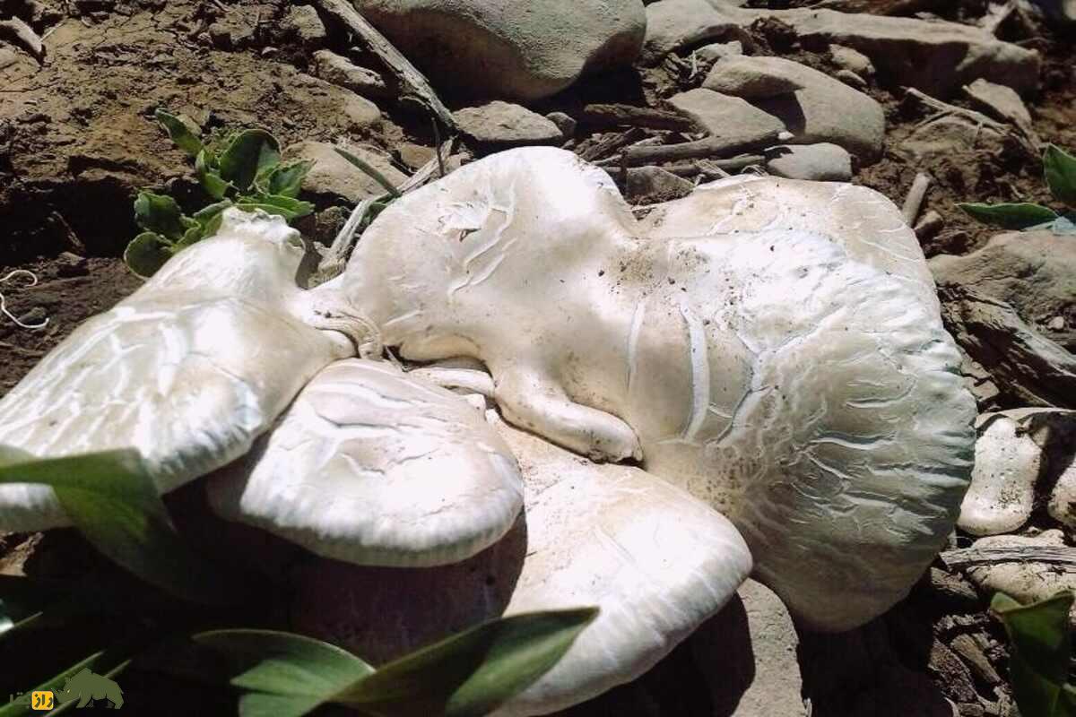 کغارک گوش‌بره یا هکال؛ راز‌های پیدا کردن قارچ پورتابلو وحشی در ایران و مناطقی که بهترین نوع از این قارچ را دارند