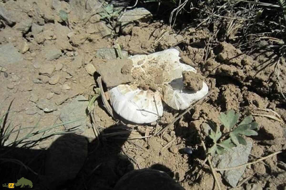 کغارک گوش‌بره یا هکال؛ راز‌های پیدا کردن قارچ پورتابلو وحشی در ایران و مناطقی که بهترین نوع از این قارچ را دارند