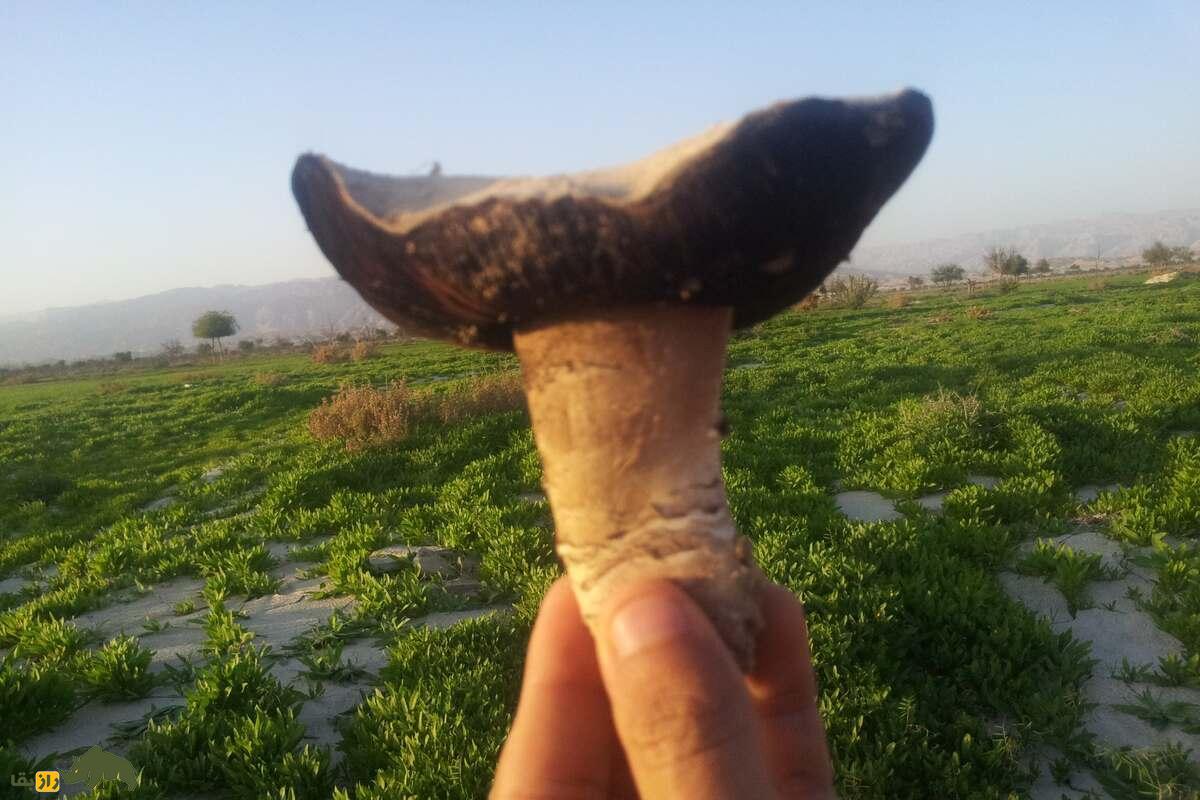 کغارک گوش‌بره یا هکال؛ راز‌های پیدا کردن قارچ پورتابلو وحشی در ایران و مناطقی که بهترین نوع از این قارچ را دارند