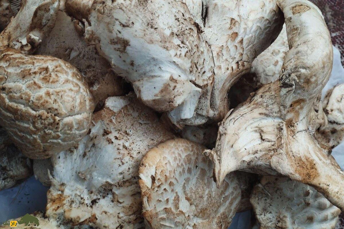 کغارک گوش‌بره یا هکال