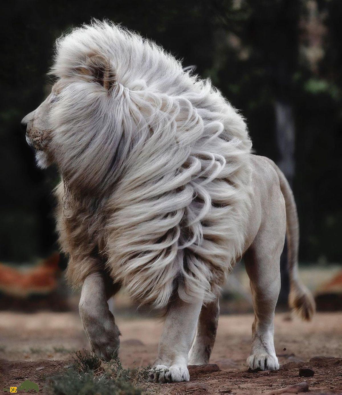 شیر سفید؛ کمیابترین و زیباترین شیر جهان و نماد خوششانسی که به «فرزند خدای خورشید» معروف است شیر سفید