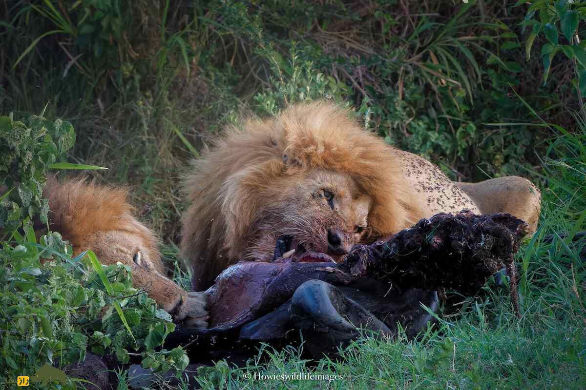کشته شدن غیرمنتظره گاو وحشی توسط گله شیرها کشته شدن غیرمنتظره گاو وحشی توسط گله شیرها