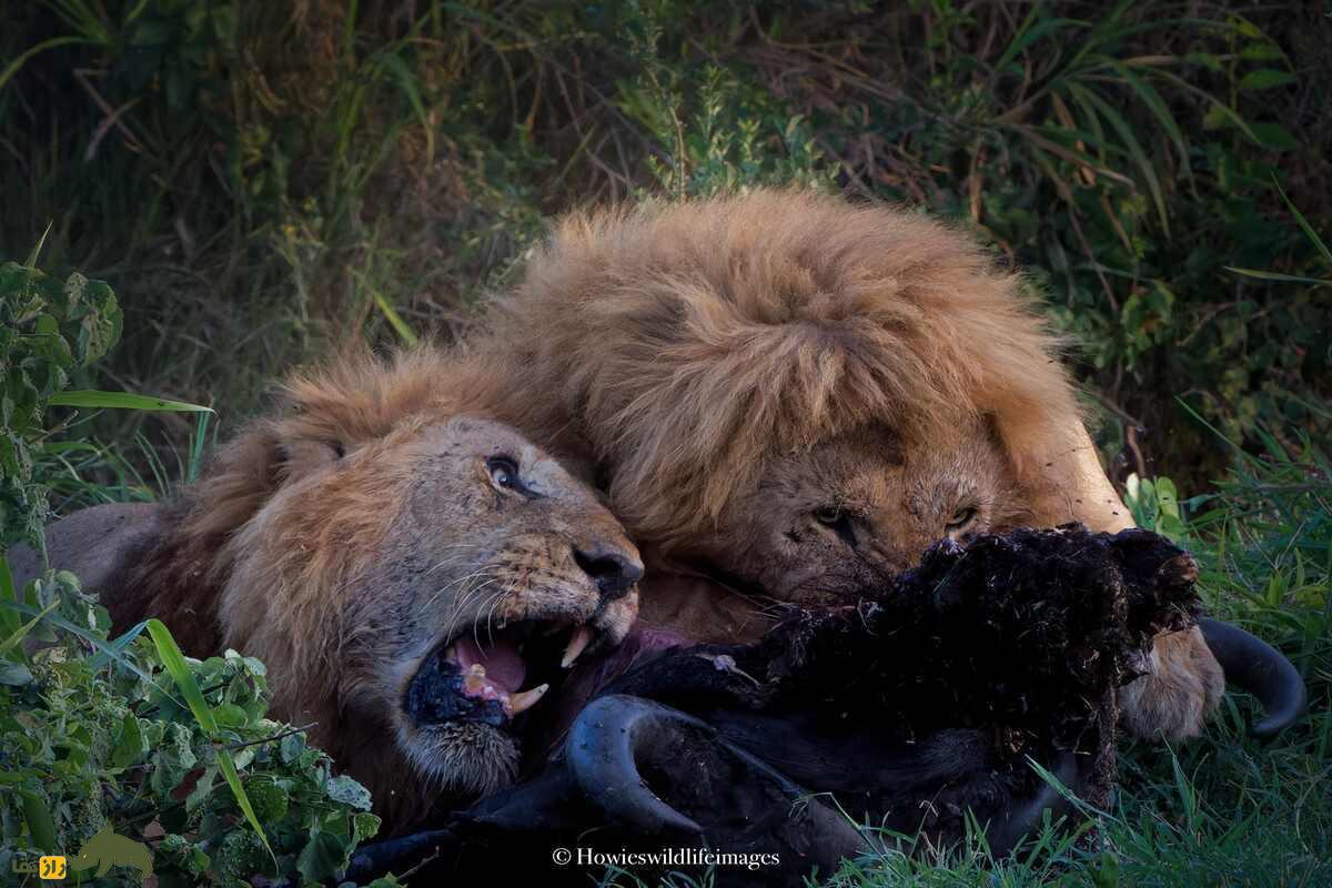 کشته شدن غیرمنتظره گاو وحشی توسط گله شیرها کشته شدن غیرمنتظره گاو وحشی توسط گله شیرها