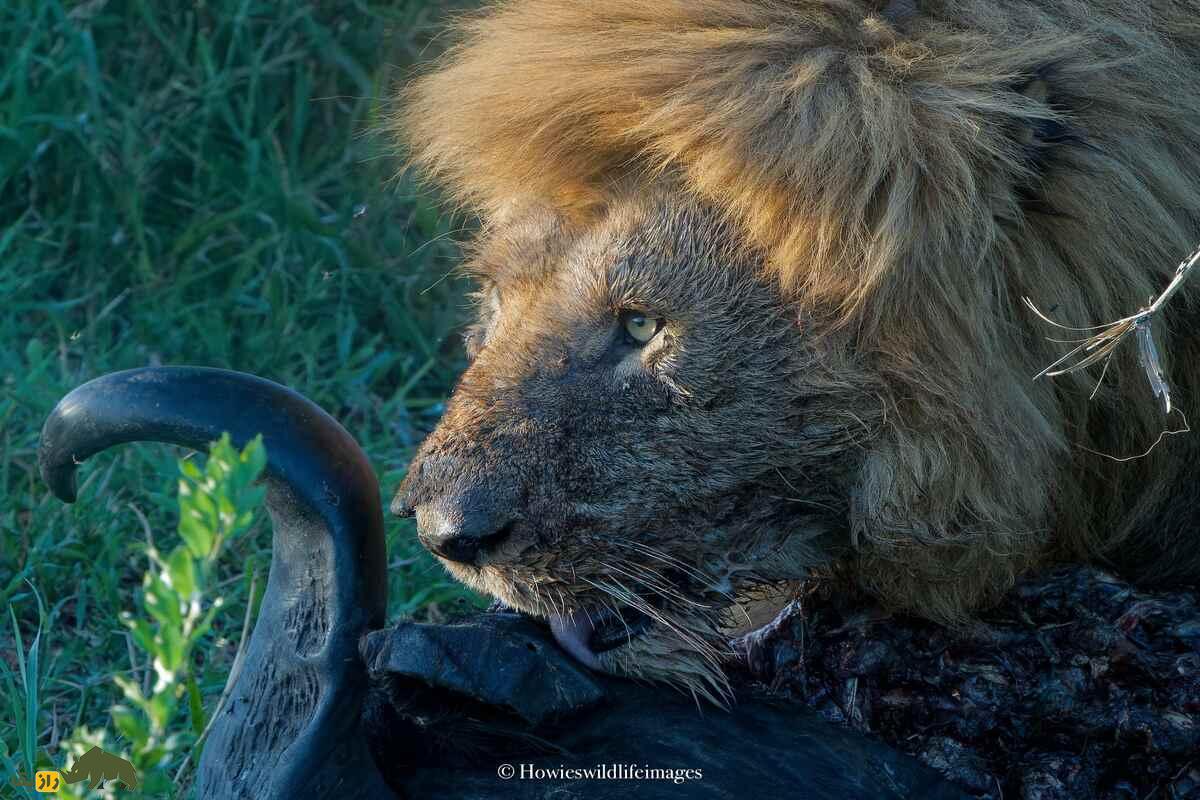 کشته شدن غیرمنتظره گاو وحشی توسط گله شیرها کشته شدن غیرمنتظره گاو وحشی توسط گله شیرها