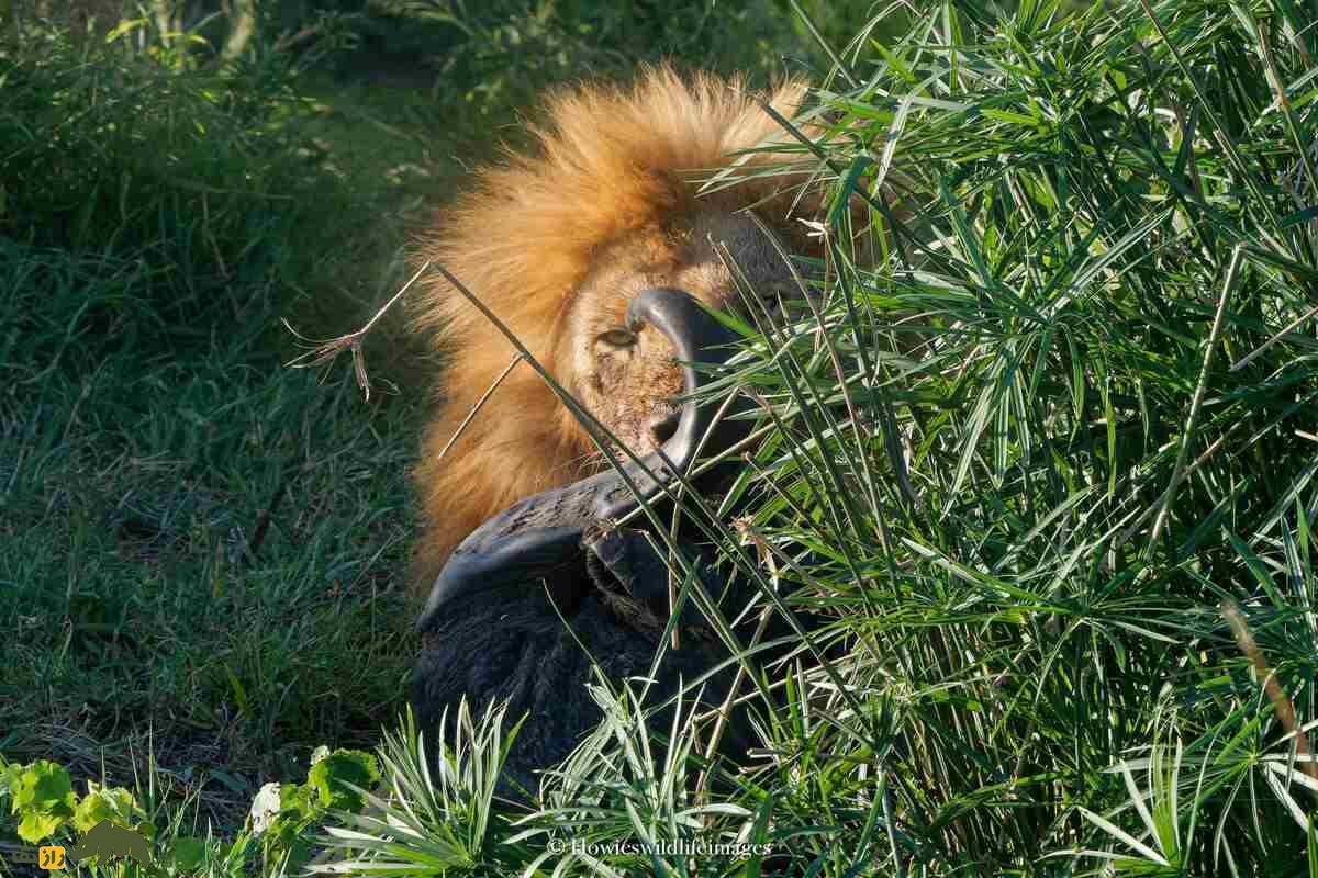 کشته شدن غیرمنتظره گاو وحشی توسط گله شیرها کشته شدن غیرمنتظره گاو وحشی توسط گله شیرها