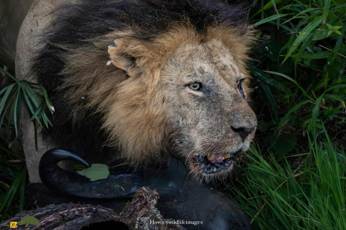 کشته شدن غیرمنتظره گاو وحشی توسط گله شیرها کشته شدن غیرمنتظره گاو وحشی توسط گله شیرها