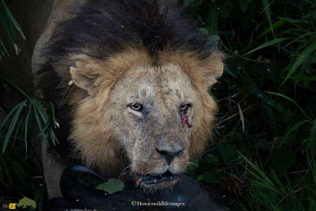 کشته شدن غیرمنتظره گاو وحشی توسط گله شیرها کشته شدن غیرمنتظره گاو وحشی توسط گله شیرها