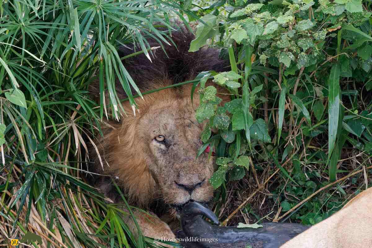کشته شدن غیرمنتظره گاو وحشی توسط گله شیرها کشته شدن غیرمنتظره گاو وحشی توسط گله شیرها