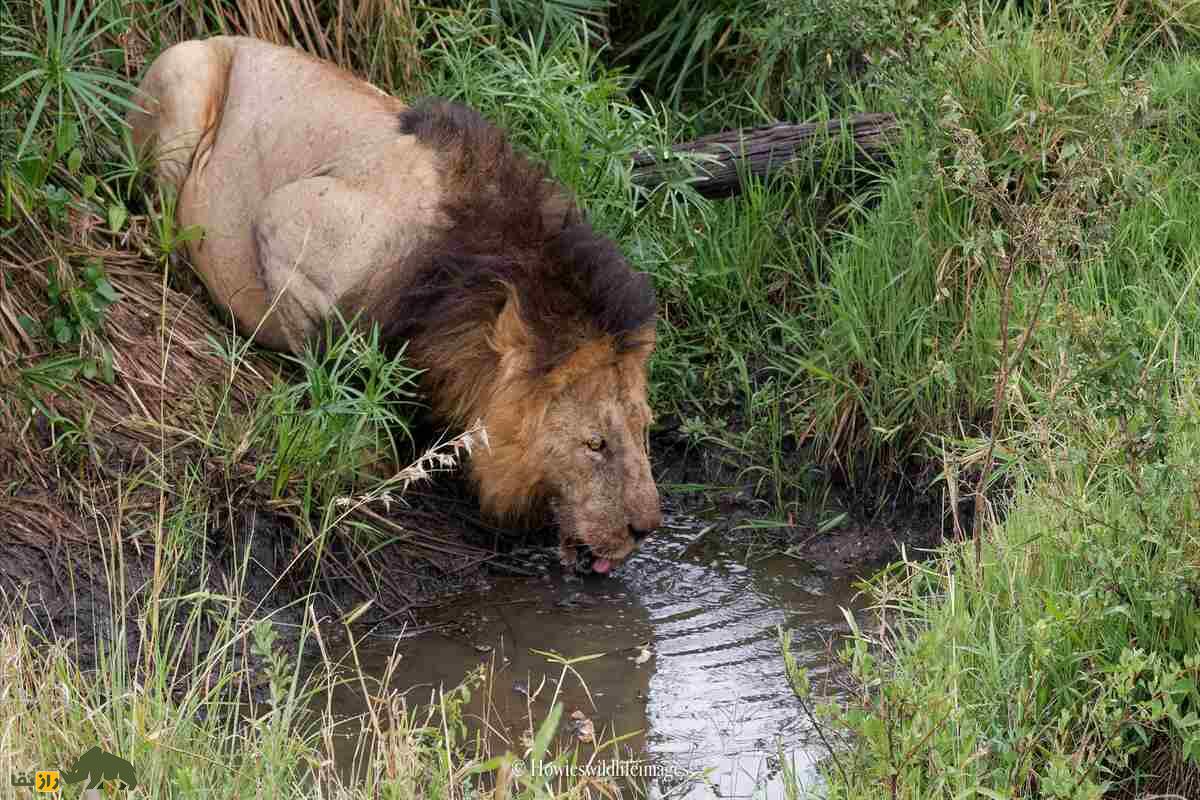 کشته شدن غیرمنتظره گاو وحشی توسط گله شیرها کشته شدن غیرمنتظره گاو وحشی توسط گله شیرها