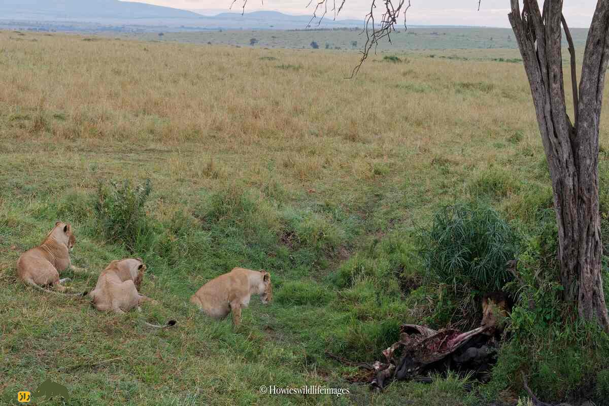 کشته شدن غیرمنتظره گاو وحشی توسط گله شیرها کشته شدن غیرمنتظره گاو وحشی توسط گله شیرها