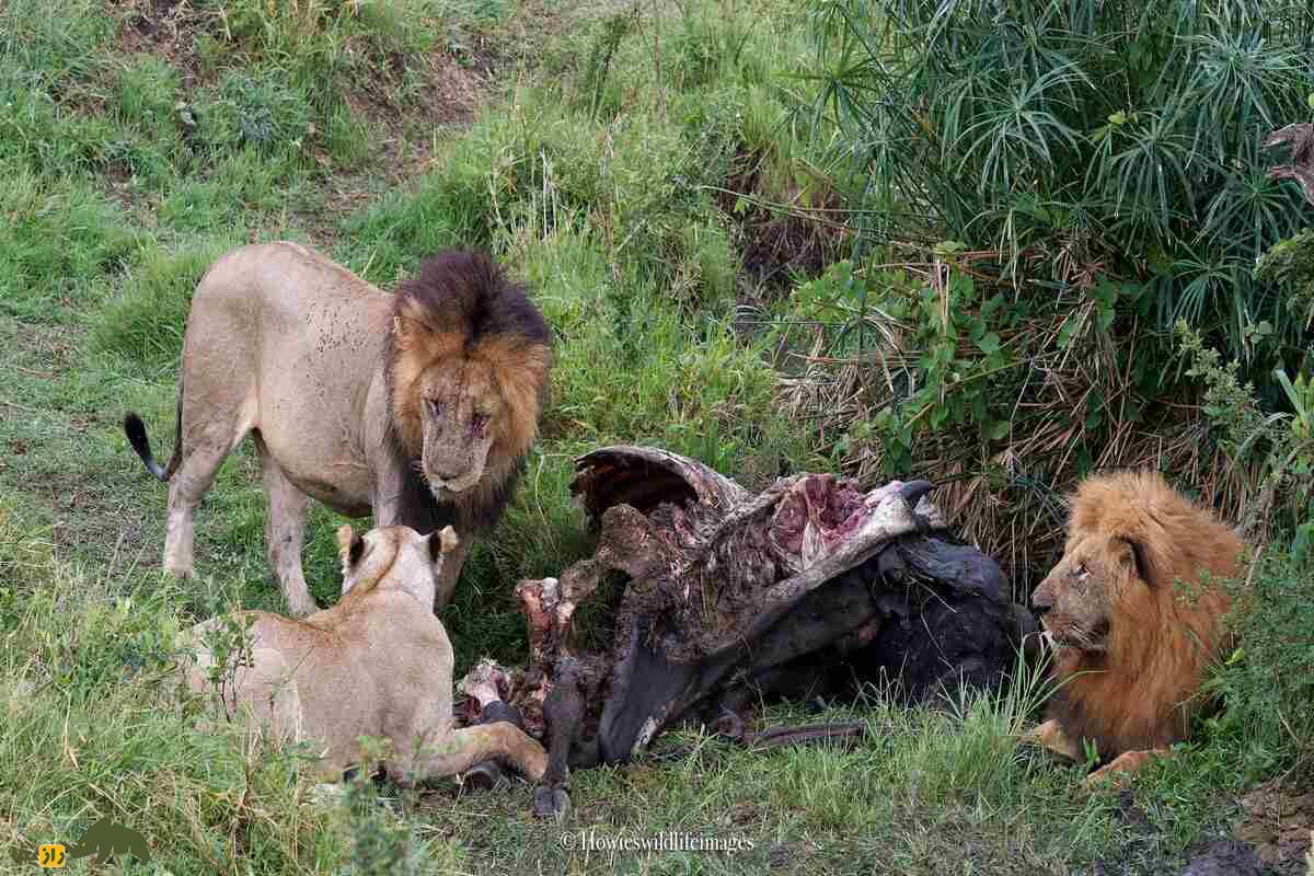 کشته شدن غیرمنتظره گاو وحشی توسط گله شیرها کشته شدن غیرمنتظره گاو وحشی توسط گله شیرها