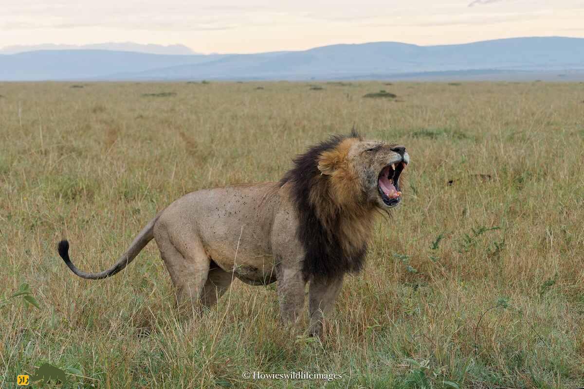 کشته شدن غیرمنتظره گاو وحشی توسط گله شیرها کشته شدن غیرمنتظره گاو وحشی توسط گله شیرها