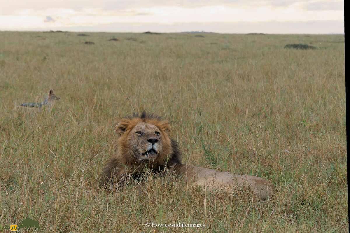 کشته شدن غیرمنتظره گاو وحشی توسط گله شیرها کشته شدن غیرمنتظره گاو وحشی توسط گله شیرها