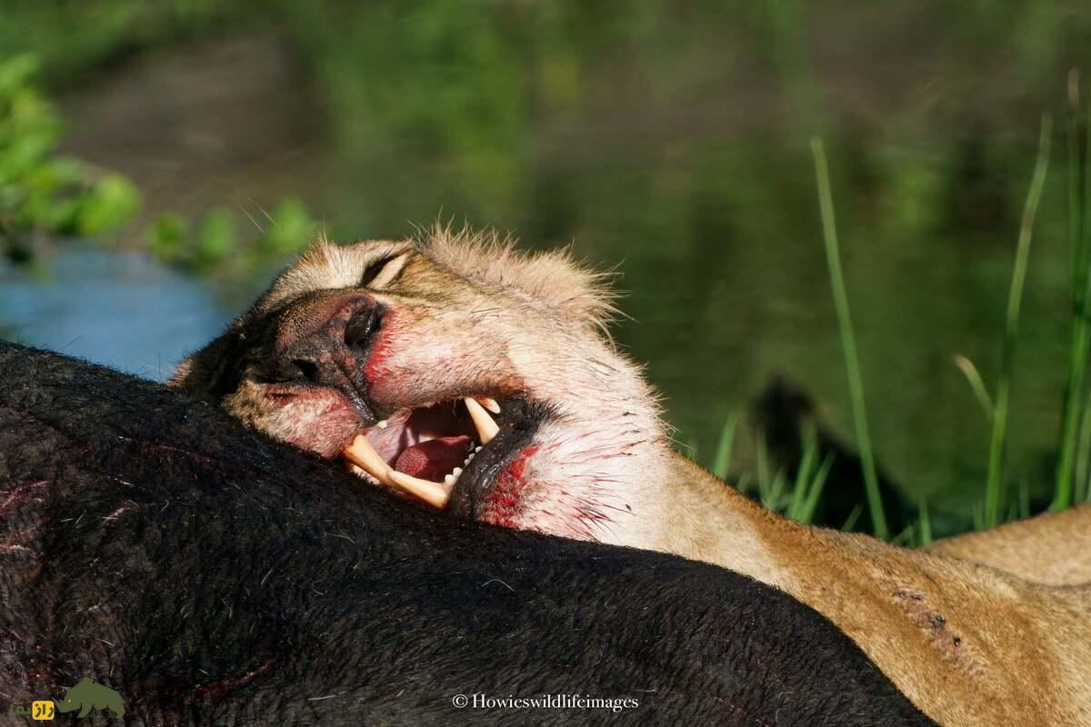 کشته شدن غیرمنتظره گاو وحشی توسط گله شیرها کشته شدن غیرمنتظره گاو وحشی توسط گله شیرها