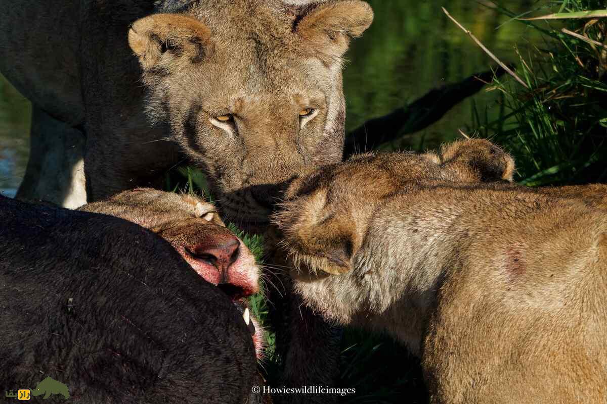 کشته شدن غیرمنتظره گاو وحشی توسط گله شیرها کشته شدن غیرمنتظره گاو وحشی توسط گله شیرها