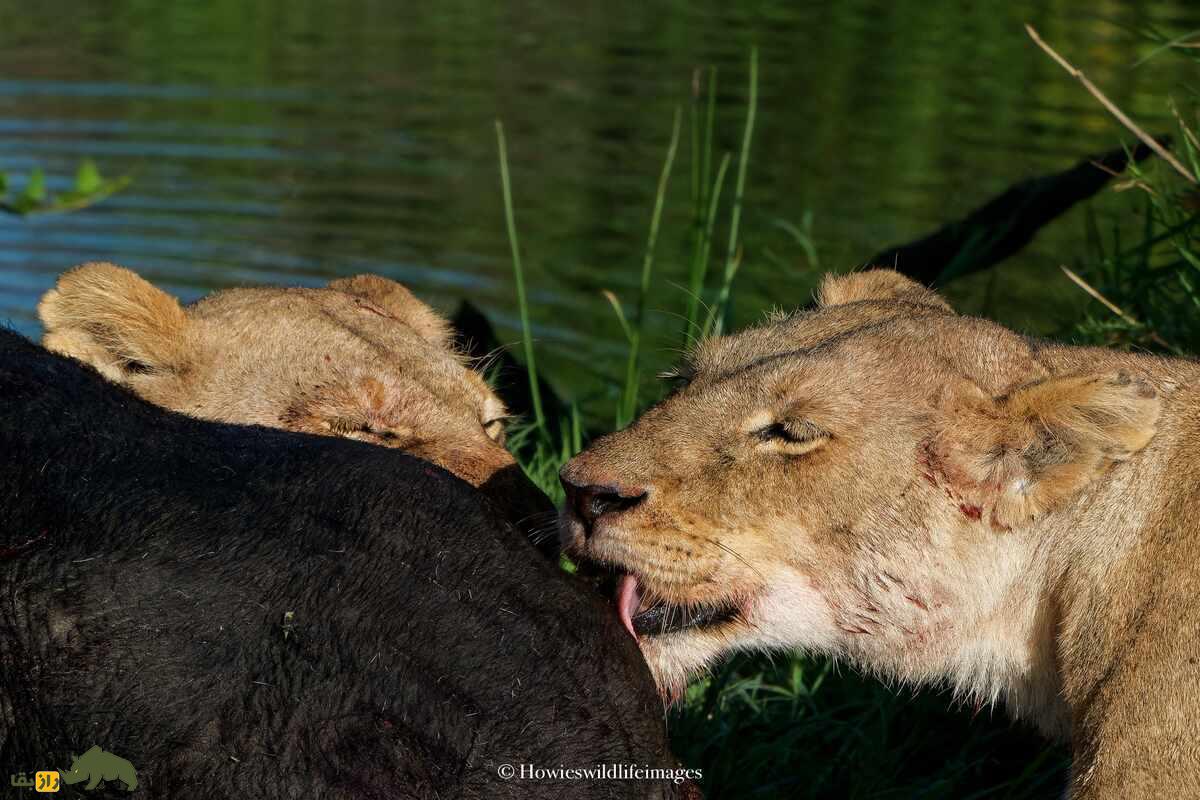 کشته شدن غیرمنتظره گاو وحشی توسط گله شیرها کشته شدن غیرمنتظره گاو وحشی توسط گله شیرها