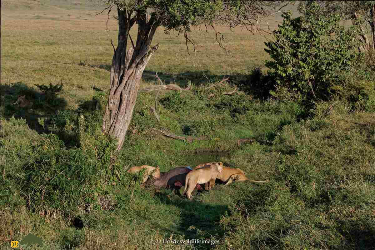 کشته شدن غیرمنتظره گاو وحشی توسط گله شیرها کشته شدن غیرمنتظره گاو وحشی توسط گله شیرها
