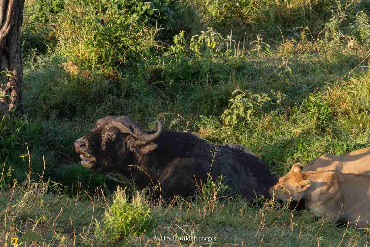 کشته شدن غیرمنتظره گاو وحشی توسط گله شیرها کشته شدن غیرمنتظره گاو وحشی توسط گله شیرها