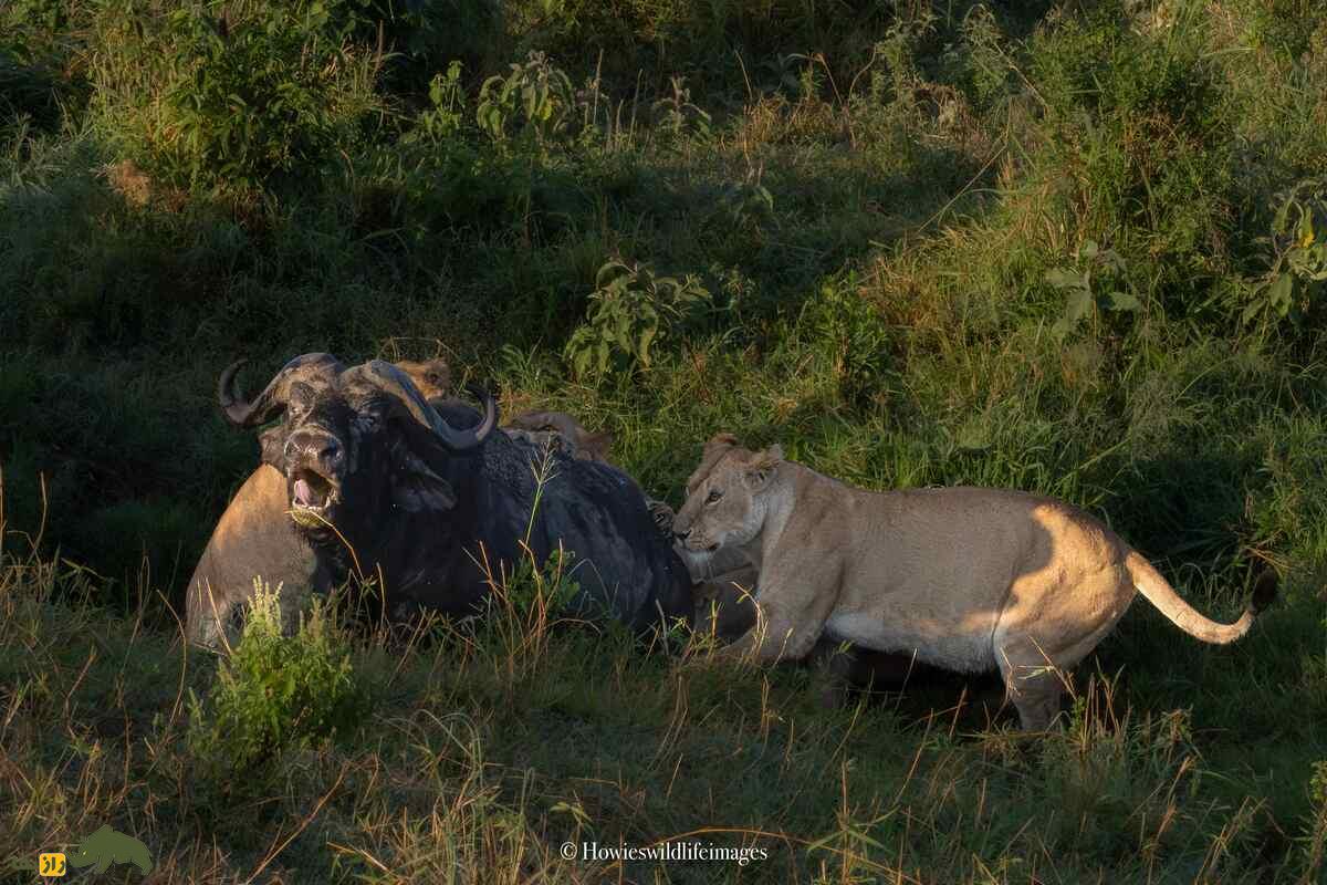 کشته شدن غیرمنتظره گاو وحشی توسط گله شیرها کشته شدن غیرمنتظره گاو وحشی توسط گله شیرها