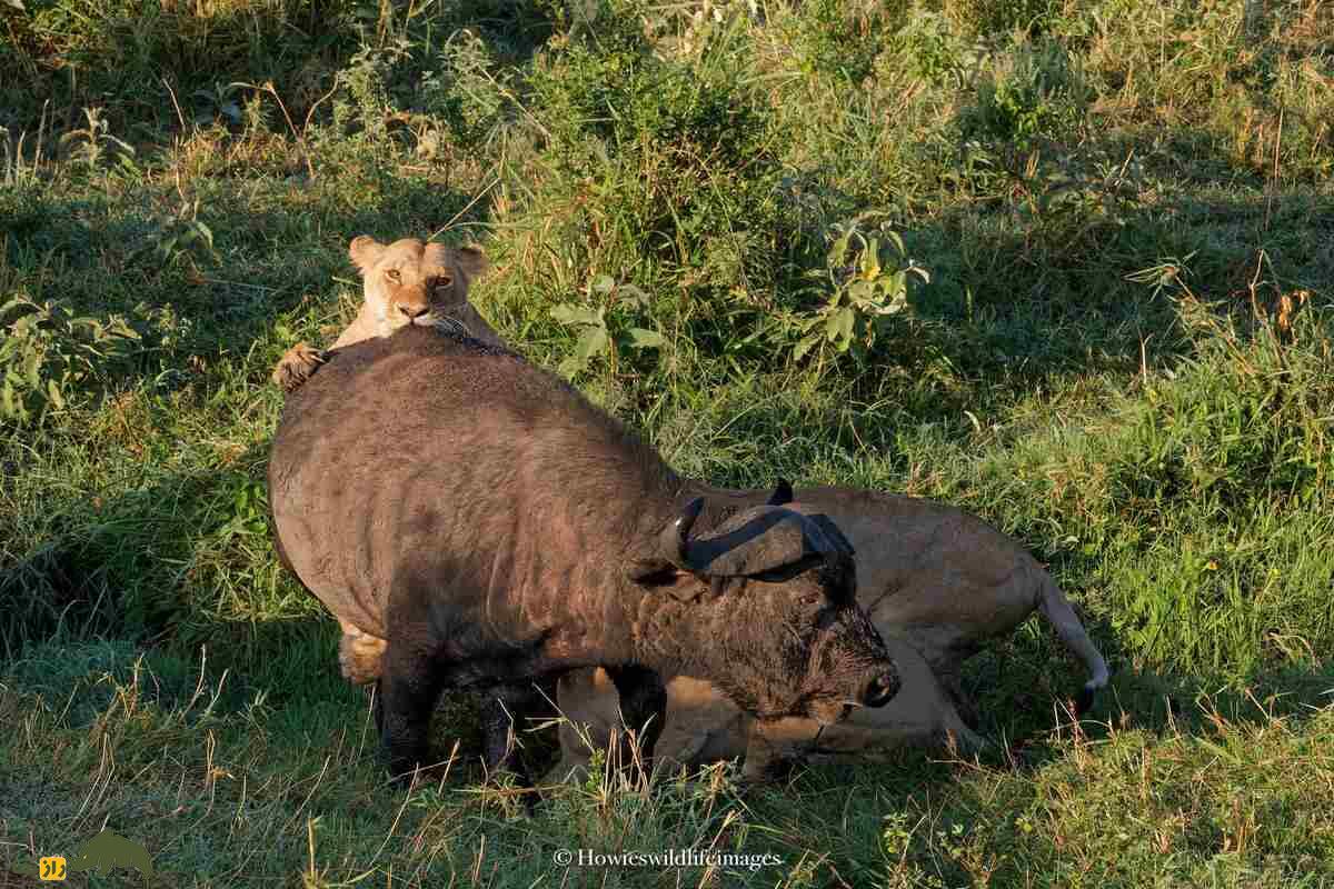 کشته شدن غیرمنتظره گاو وحشی توسط گله شیرها کشته شدن غیرمنتظره گاو وحشی توسط گله شیرها