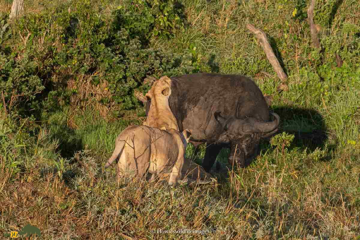کشته شدن غیرمنتظره گاو وحشی توسط گله شیرها کشته شدن غیرمنتظره گاو وحشی توسط گله شیرها