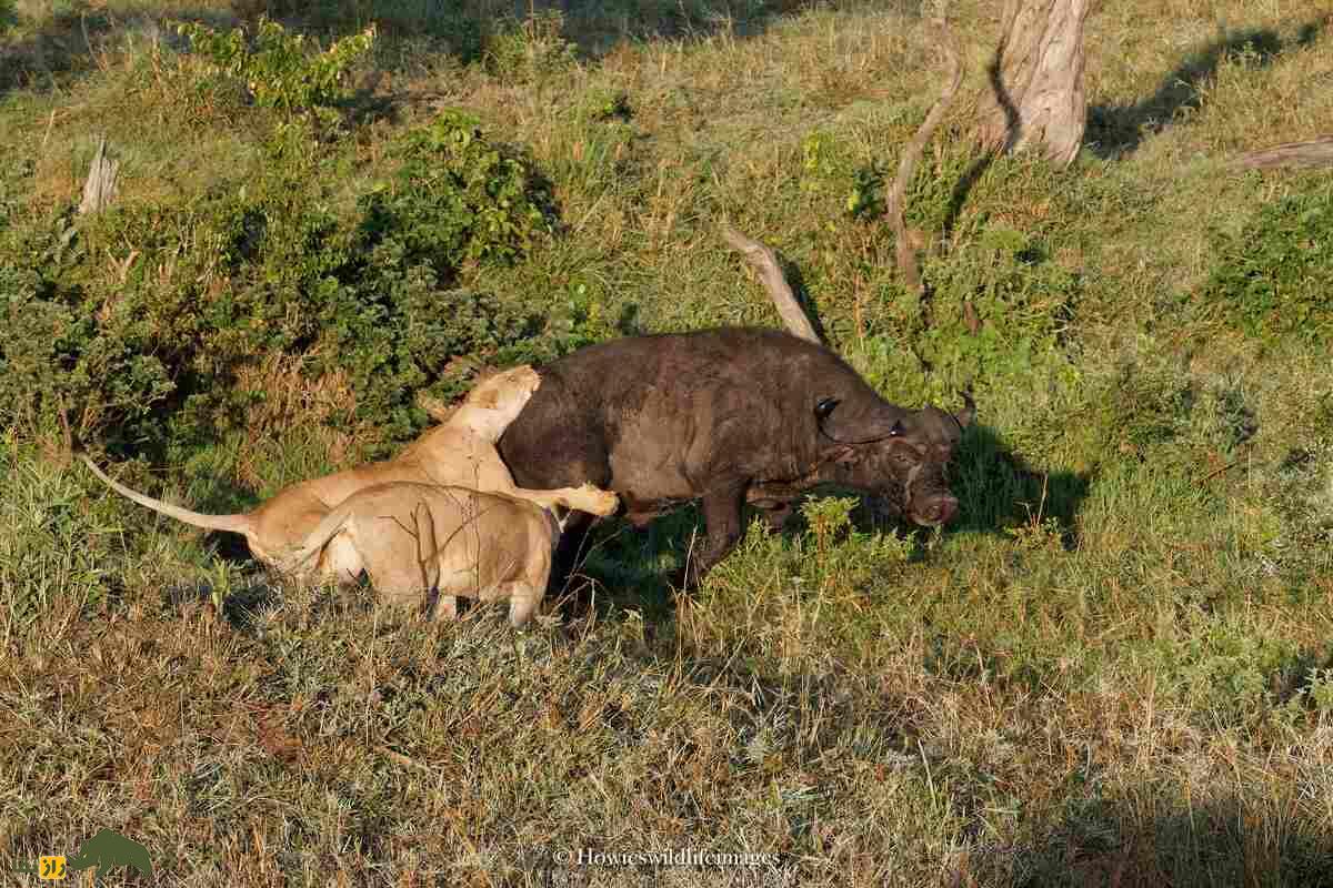 کشته شدن غیرمنتظره گاو وحشی توسط گله شیرها کشته شدن غیرمنتظره گاو وحشی توسط گله شیرها