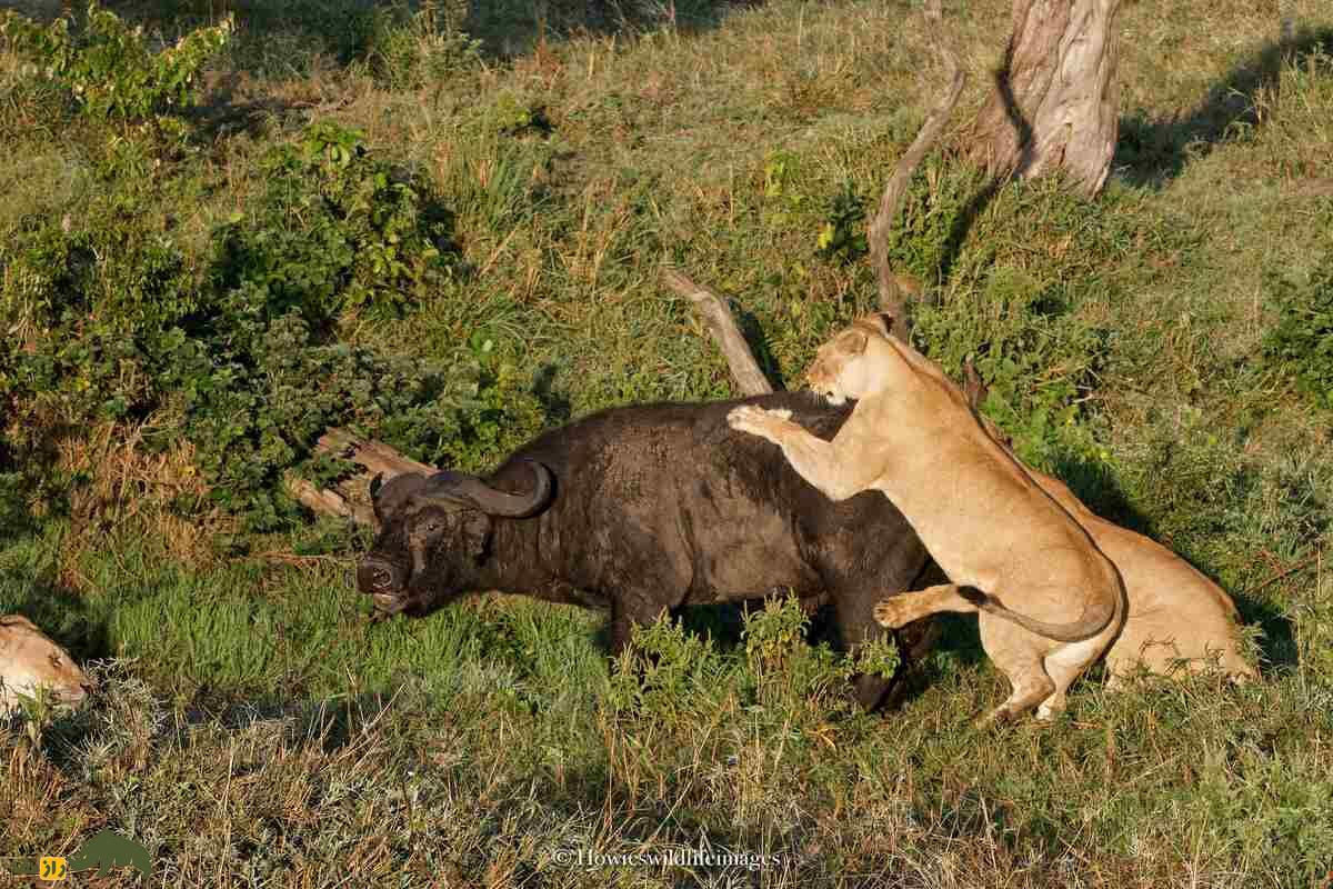 کشته شدن غیرمنتظره گاو وحشی توسط گله شیرها کشته شدن غیرمنتظره گاو وحشی توسط گله شیرها
