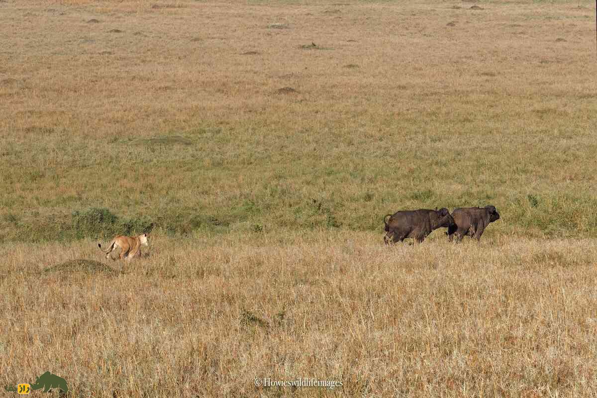 کشته شدن غیرمنتظره گاو وحشی توسط گله شیرها کشته شدن غیرمنتظره گاو وحشی توسط گله شیرها
