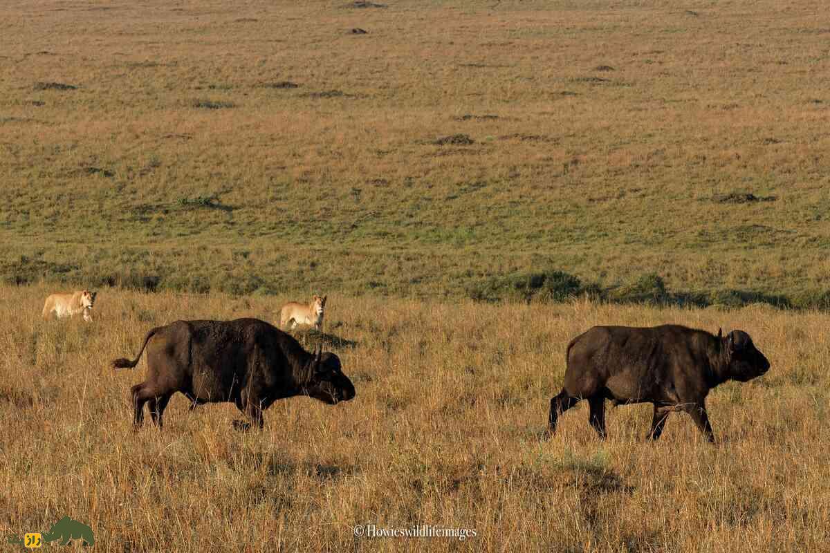 کشته شدن غیرمنتظره گاو وحشی توسط گله شیرها کشته شدن غیرمنتظره گاو وحشی توسط گله شیرها