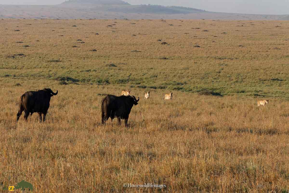کشته شدن غیرمنتظره گاو وحشی توسط گله شیرها کشته شدن غیرمنتظره گاو وحشی توسط گله شیرها