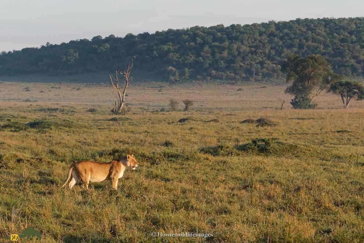 کشته شدن غیرمنتظره گاو وحشی توسط گله شیرها کشته شدن غیرمنتظره گاو وحشی توسط گله شیرها