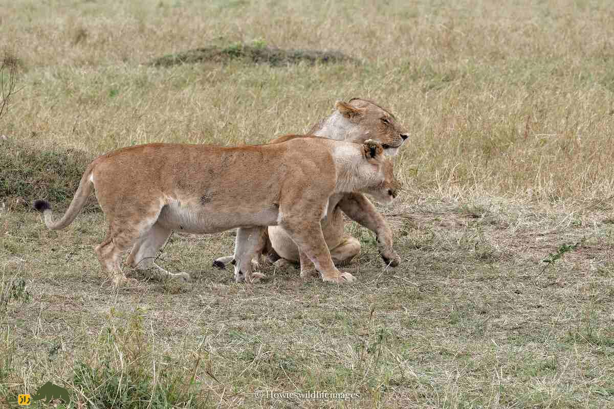 کشته شدن غیرمنتظره گاو وحشی توسط گله شیرها کشته شدن غیرمنتظره گاو وحشی توسط گله شیرها