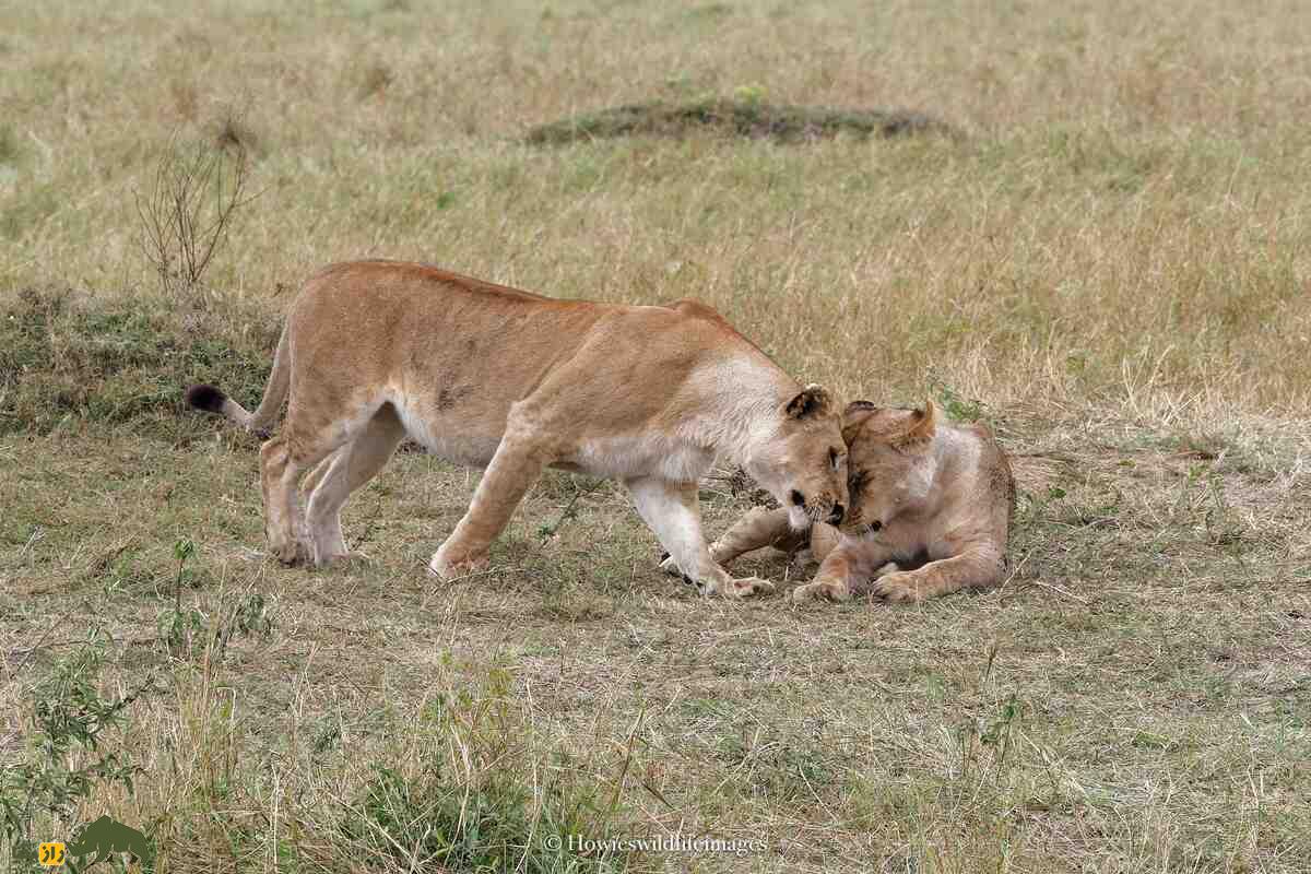 کشته شدن غیرمنتظره گاو وحشی توسط گله شیرها کشته شدن غیرمنتظره گاو وحشی توسط گله شیرها