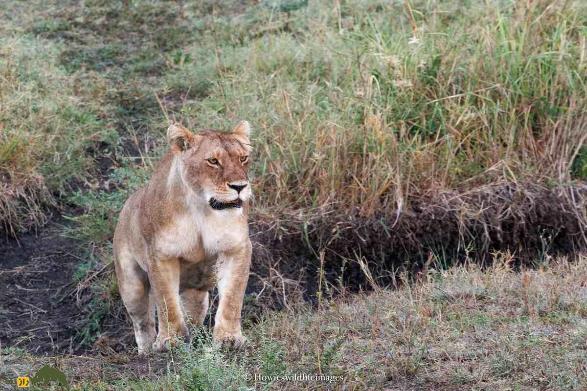 کشته شدن غیرمنتظره گاو وحشی توسط گله شیرها کشته شدن غیرمنتظره گاو وحشی توسط گله شیرها