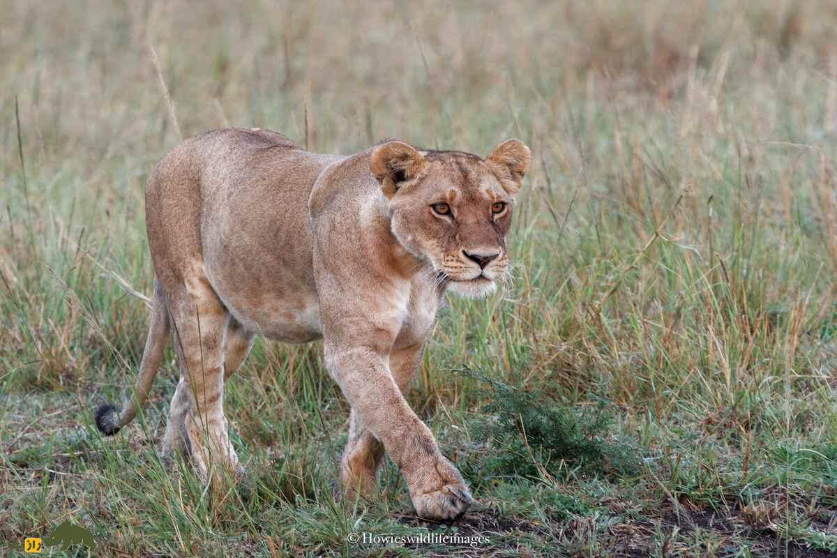 کشته شدن غیرمنتظره گاو وحشی توسط گله شیرها کشته شدن غیرمنتظره گاو وحشی توسط گله شیرها