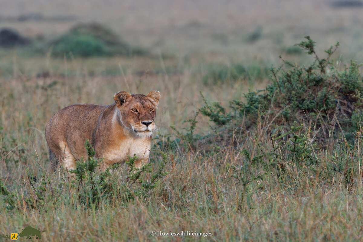 کشته شدن غیرمنتظره گاو وحشی توسط گله شیرها کشته شدن غیرمنتظره گاو وحشی توسط گله شیرها