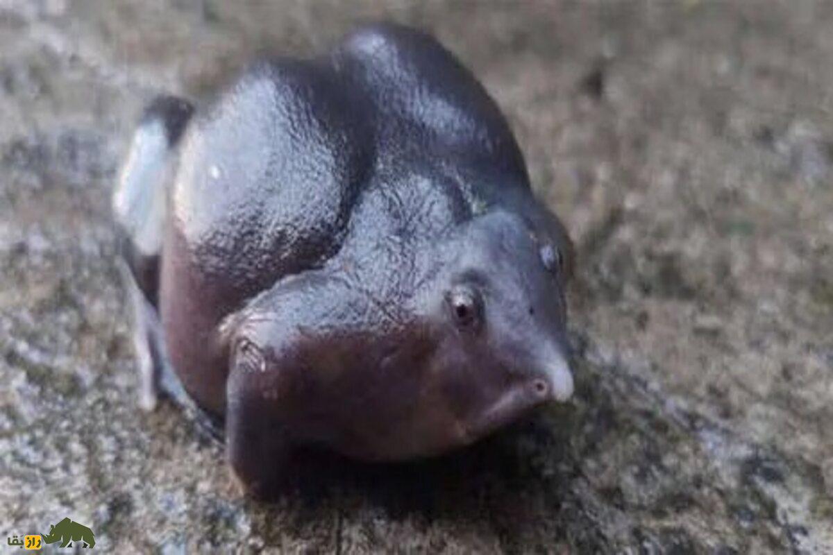 قورباغه بنفش قورباغه بنفش