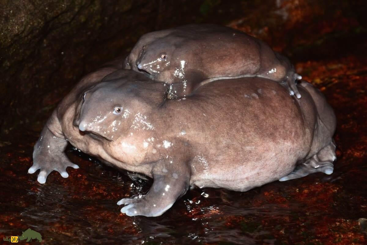 قورباغه بنفش قورباغه بنفش