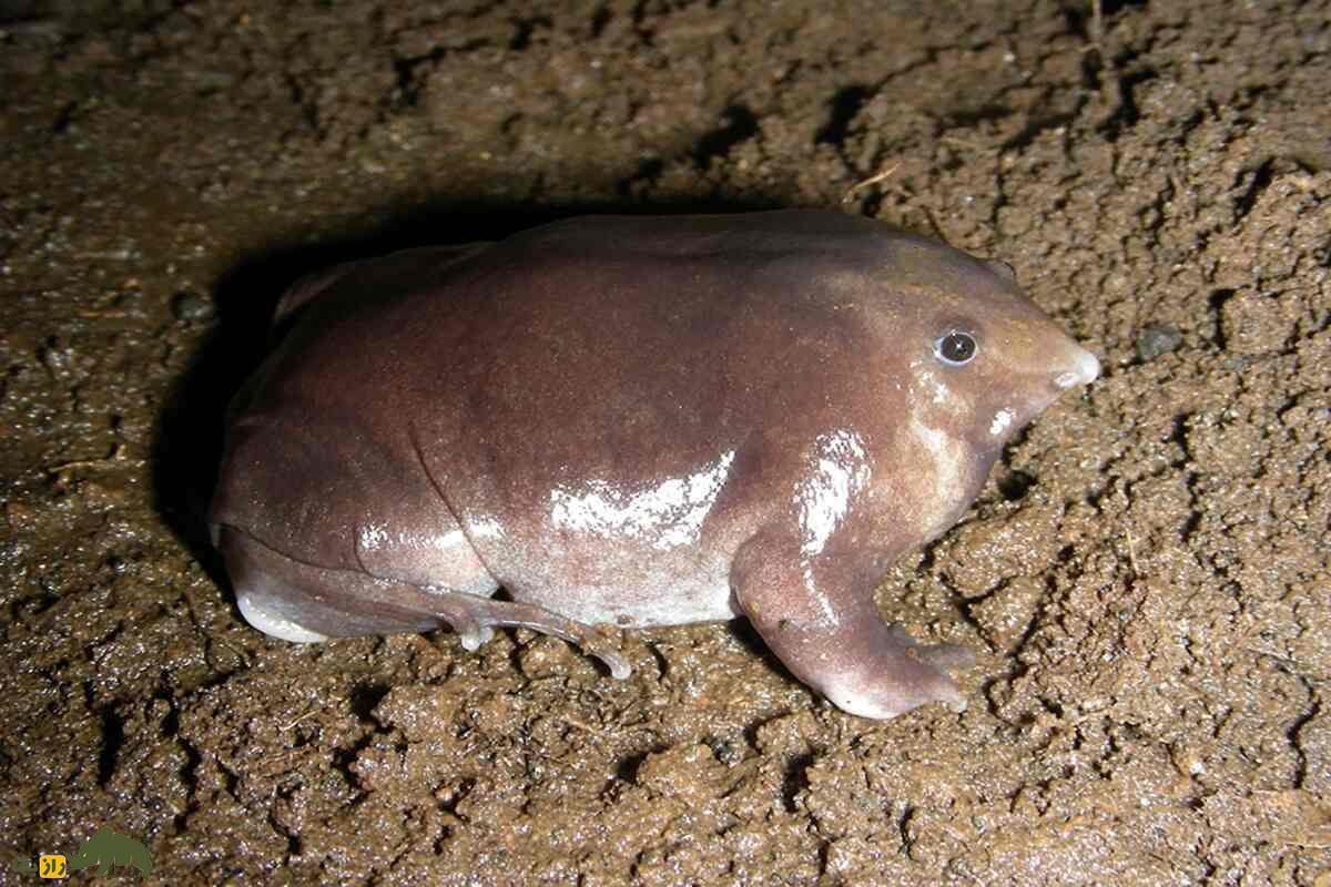 قورباغه بنفش قورباغه بنفش