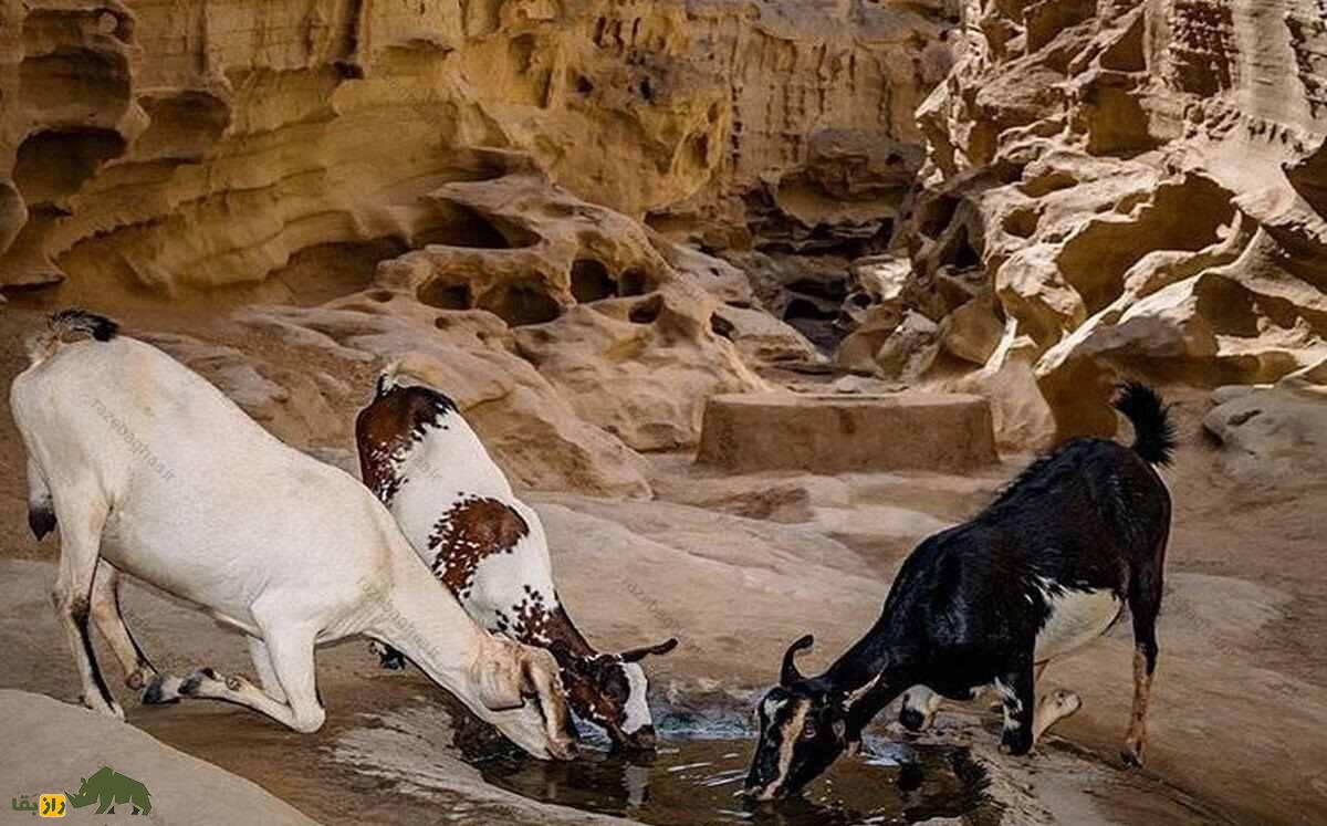 بز تالی