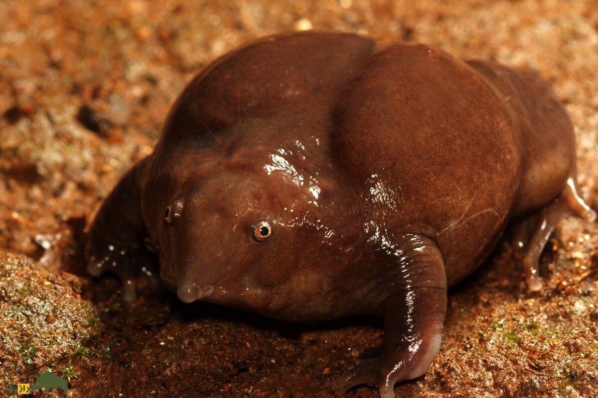 قورباغه بنفش؛ کمیابترین و ترسناکترین قورباغه جهان که شبیه لاکپشت بدون لاک است!